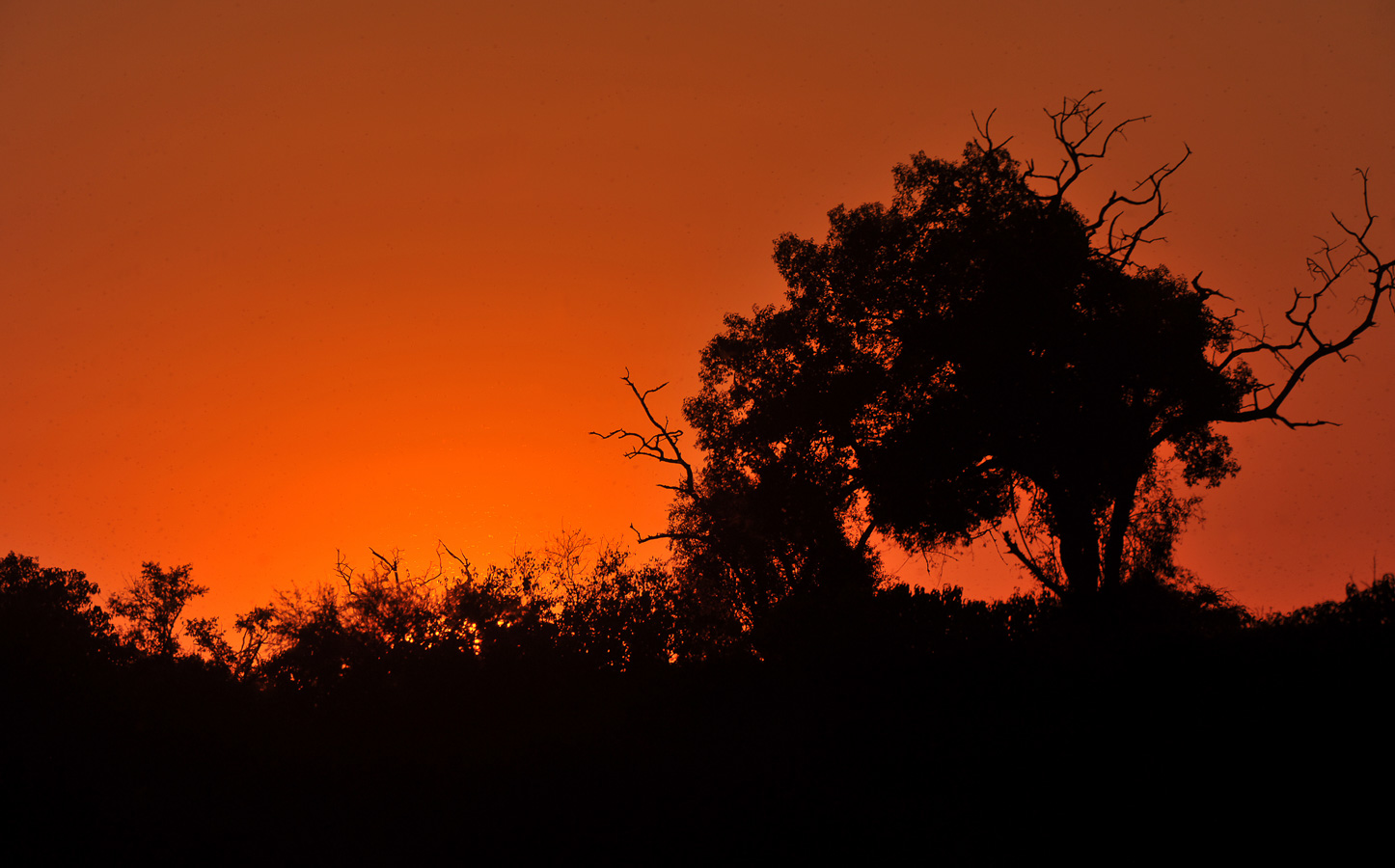 Chobe National Park [550 mm, 1/1250 Sek. bei f / 8.0, ISO 250]